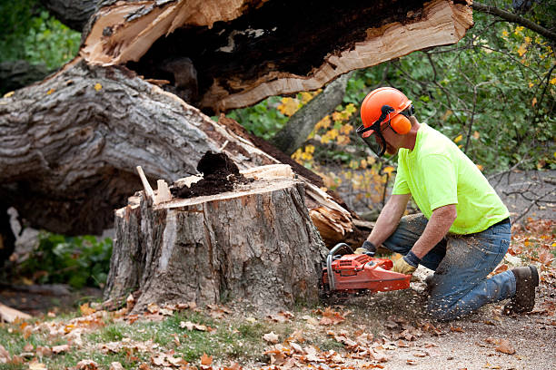 Tree and Shrub Care in Taos, MO